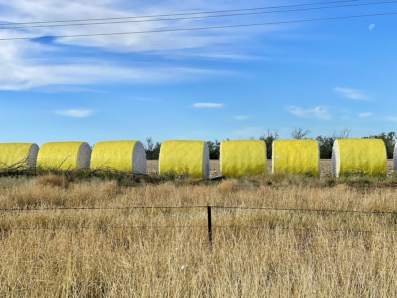A row of round cotton modules wrapped in yellow plastic, standing in a harvested field.