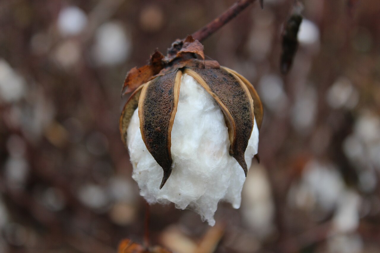 An open cotton boll on the plant. White fibre spills out of a dry brown husk.