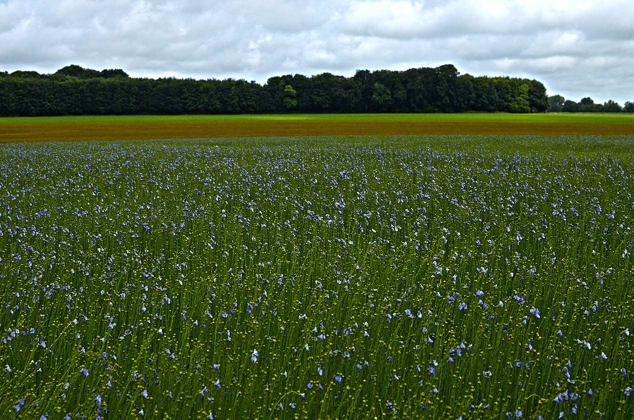 A field of flax in bloom, covered in small pale-blue flowers, with a line of trees on the horizon under a cloudy sky.