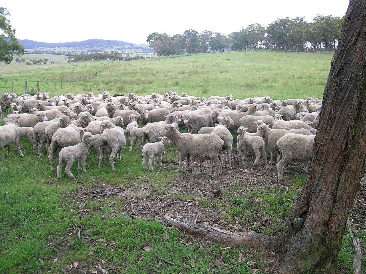 A flock of Merino ewes and lambs on green pasture, with a fence, a large tree and wooded hills behind them.